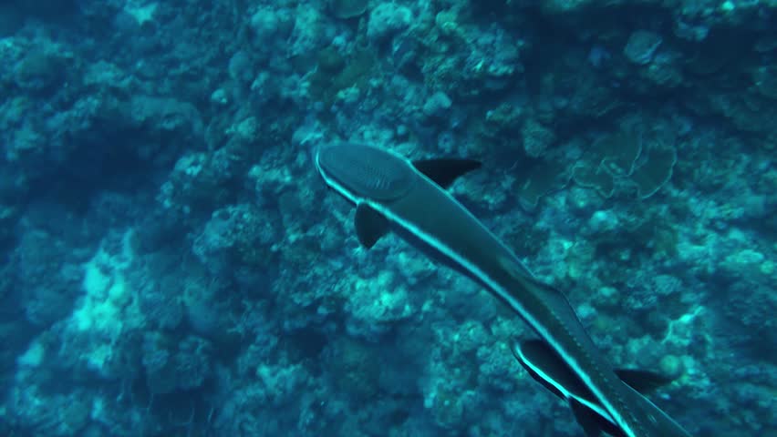 close up of a remora fish showing the modified dorsal fin it uses to stick onto its host sharks or whales.