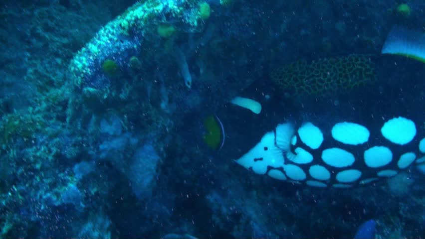 Colorful clown trigger fish looking for food on the reef.