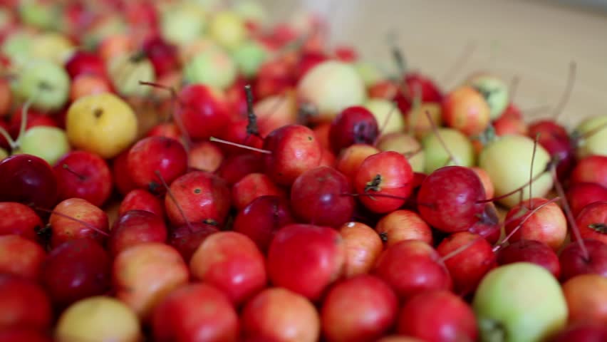 pile ripe red apples of paradise apples, motion dolly