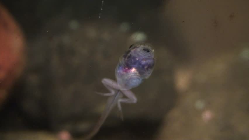 A small tadpole forages for food in the river bed. Australia.