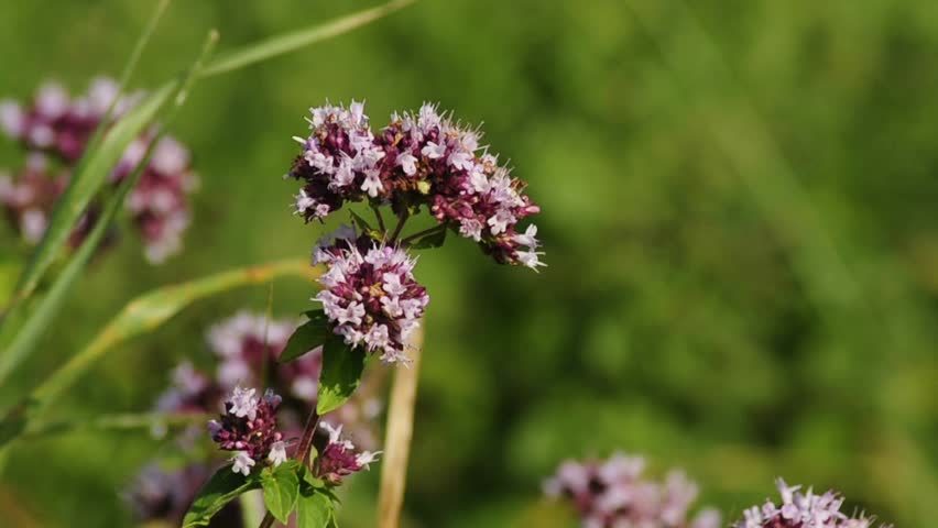 wild oregano