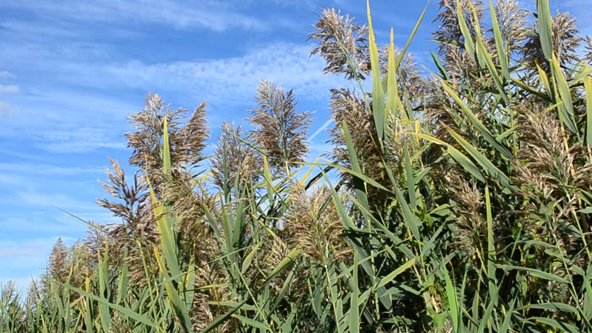 Reeds
