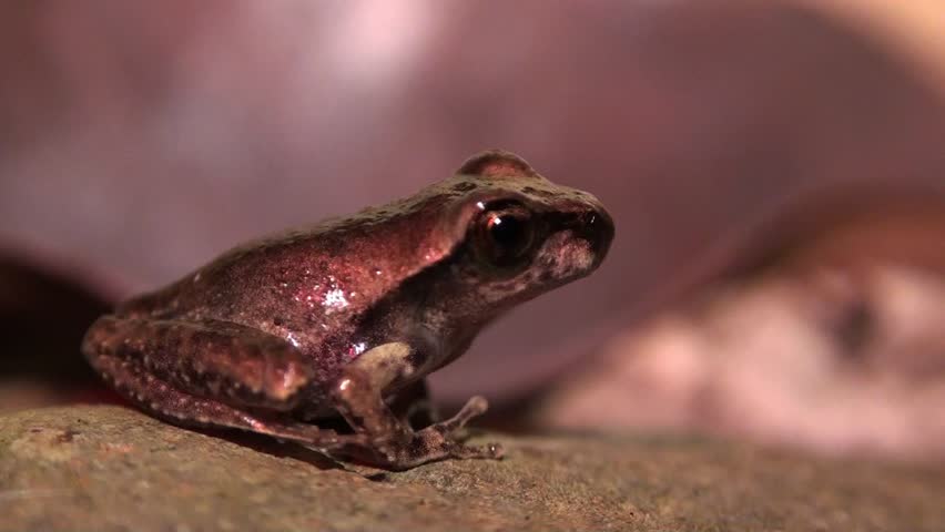 A cute tiny little jungle frog. Daintree rain forest Australia.