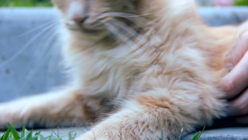 Cat being petted by it's master. Healthy lifestyle. The cat enjoys being petted. Shoot outside at daylight.
