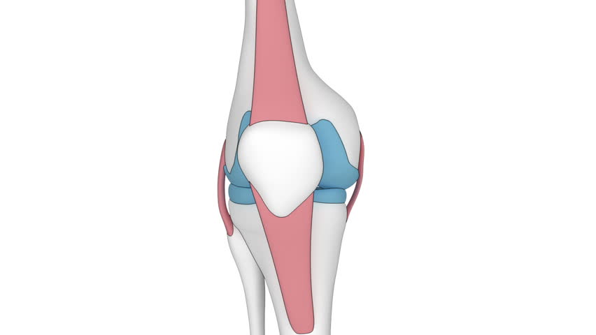 Knee in detail isolated
