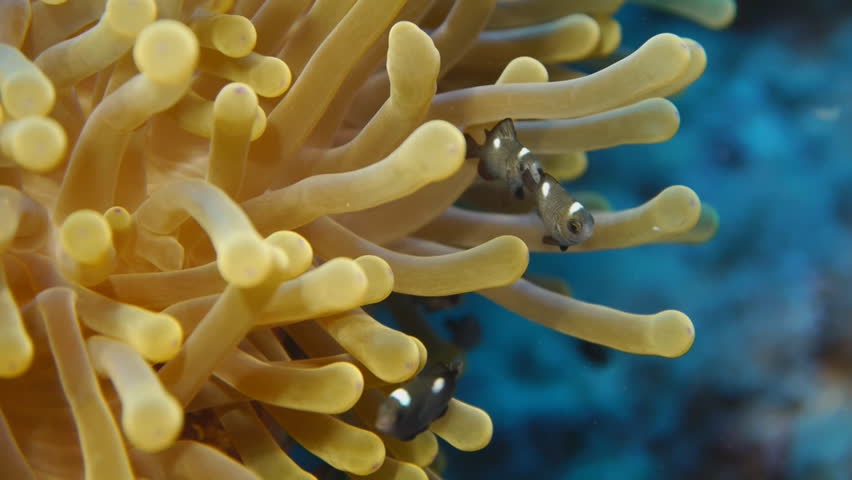juvenile clown fish feeding, anemone fish