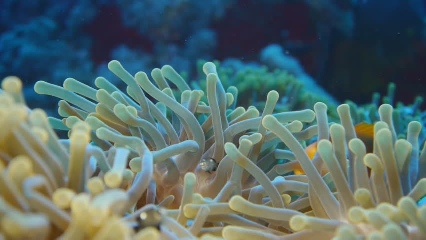 anemone fish, clown fish