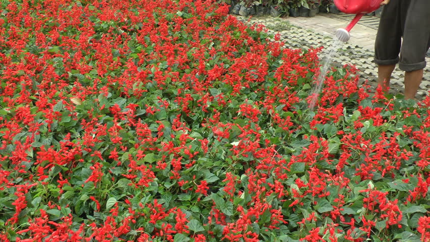 Horticultural workers to water the flowers
