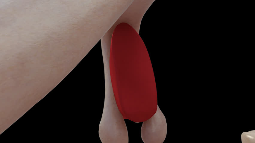The hypothalamus, highlighted in red, is responsible for the homeostatic control of the body's metabolic, vascular, nervous and endocrine states
