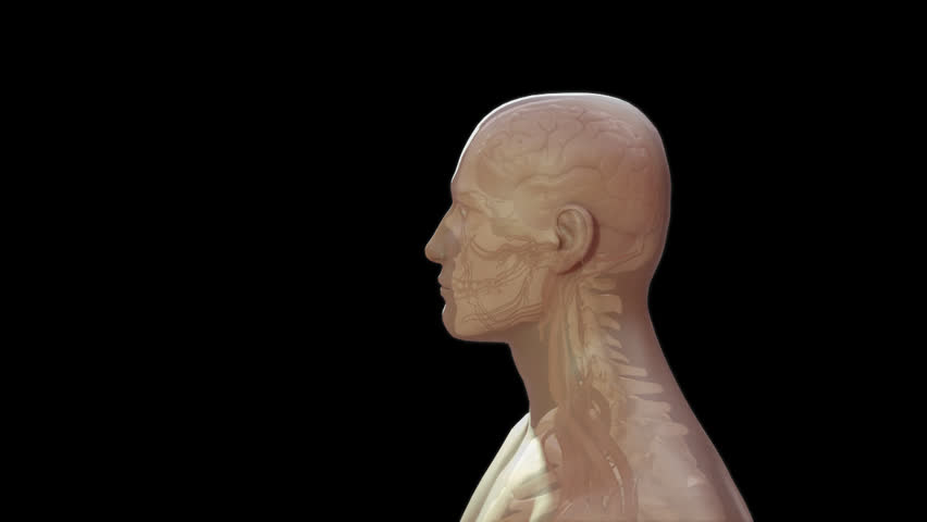 Human body showing gross anatomy of internal organs heart liver kidneys brain arteries veins in 3D CG rotating transparent skin male in virtual space with black starry background animated model