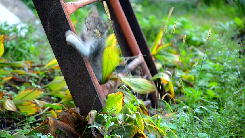 kitten plays with grass near a ladder