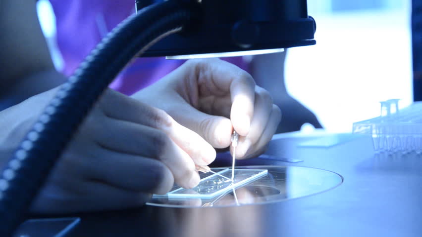 science biotechnology experiment, scientist dissect pollen under microscope