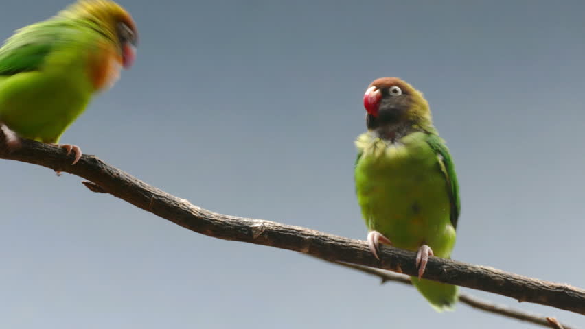 Header of Agapornis nigrigenis