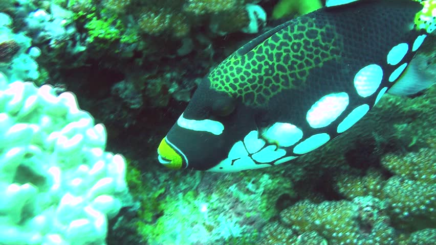 A collection of clown trigger fish clips. Clown trigger fish have an amazingly strong jaw which they use to crush shellfish and sea urchins. They can reach 50cm and can be aggressive.