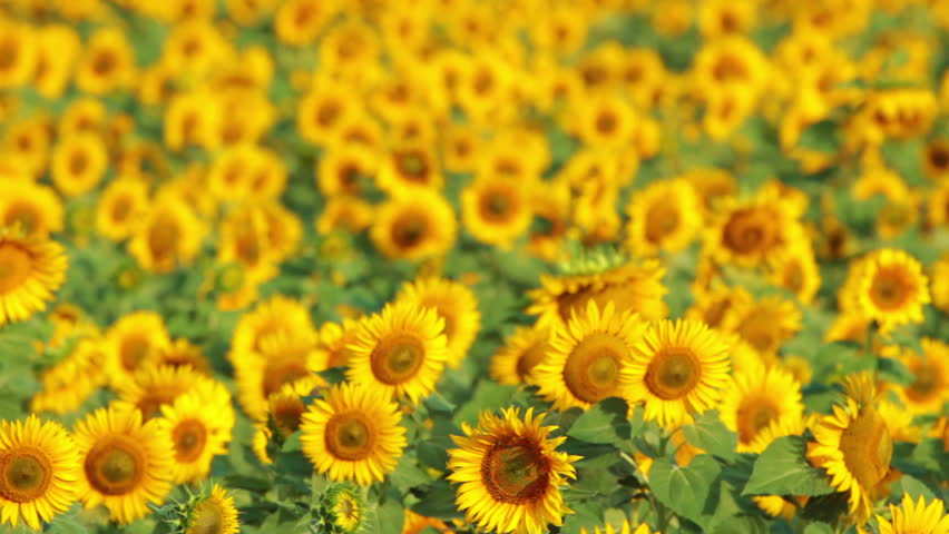 flowering sunflowers
