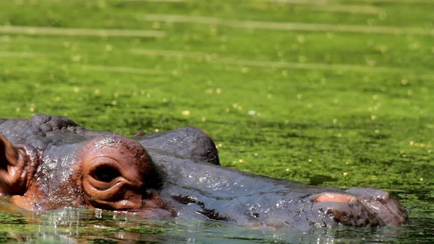 Hippopotamus Closeup 
