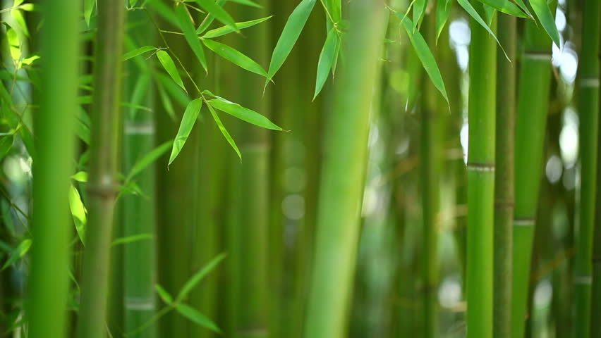 Bamboo forest background. Shallow DOF