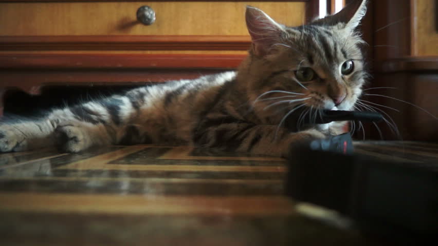 Cat nibbling at a string