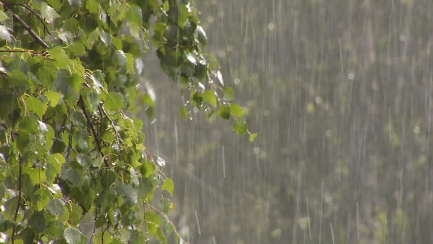 Rain in the forest