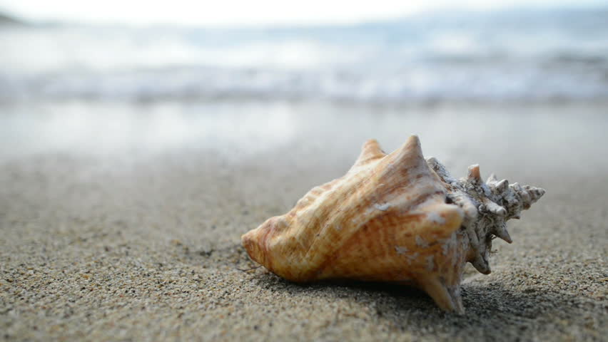 Conch shell with waves on the beach in the British Virgin Islands