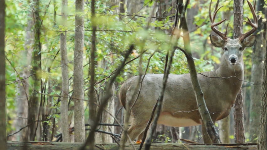 Whitetail Deer mature buck, October in Georgia