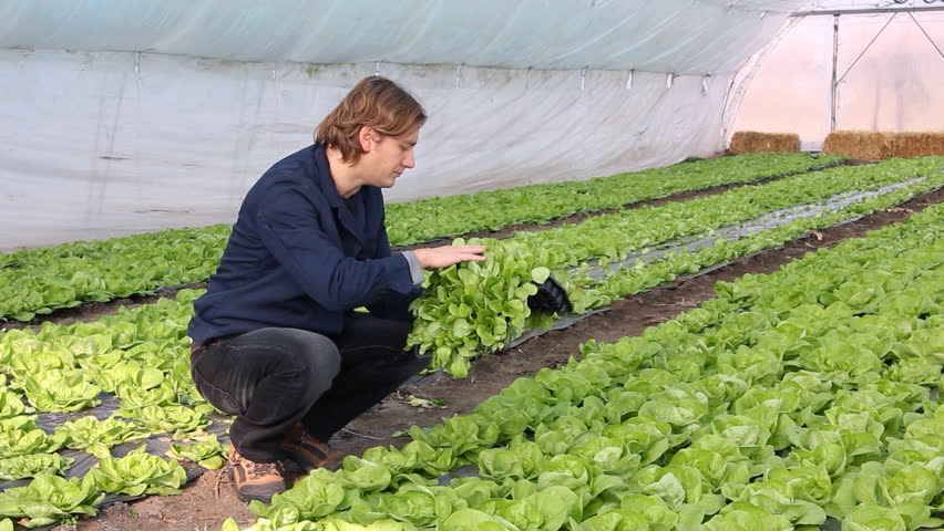 Farmer working in the greenhouse, controlling lettuce