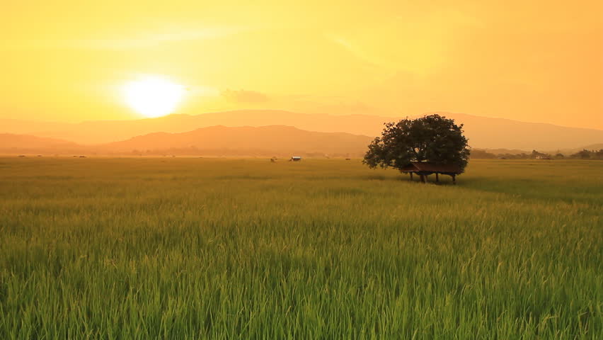 Landscape of rice farm in Thailand : Crane shot