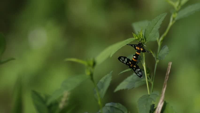Clear wing moths are mating in the evening