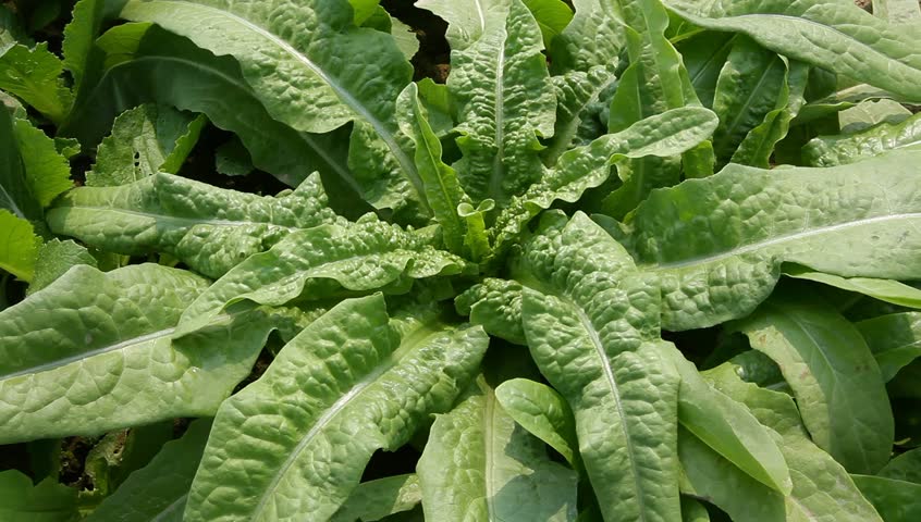 asparagus lettuce in the field
 