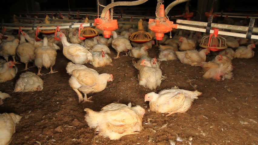 Chicken on the poultry farm

