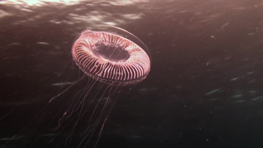 A stinging jelly fish trails its long tentacles in the sunlight on the great barrier reef Australia.