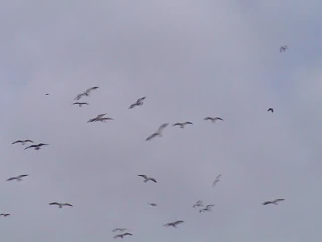 Large flock of gulls flying