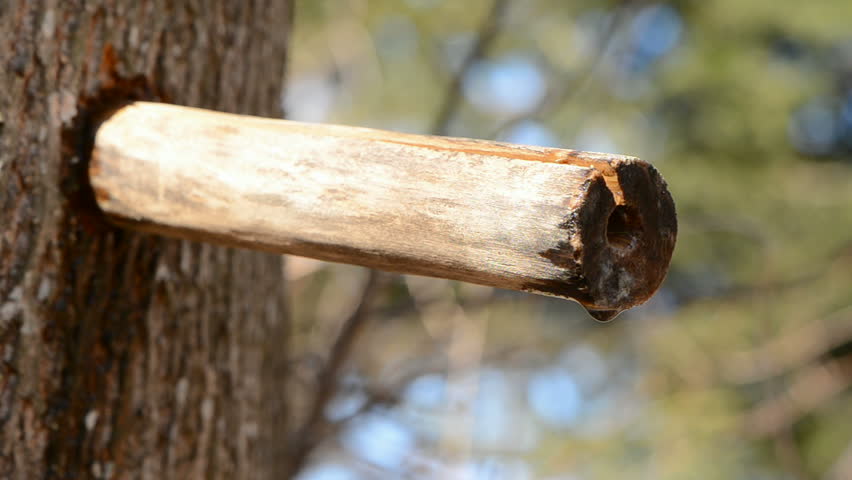 fresh medical maple sap drops in spring forest