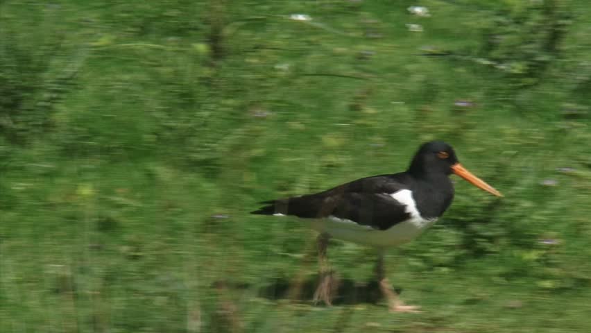 Eurasian Oystercatcher (Haematopus ostralegus) in meadow natural habitat walks away, another emerges. The oystercatcher is a familiar sight in Holland.