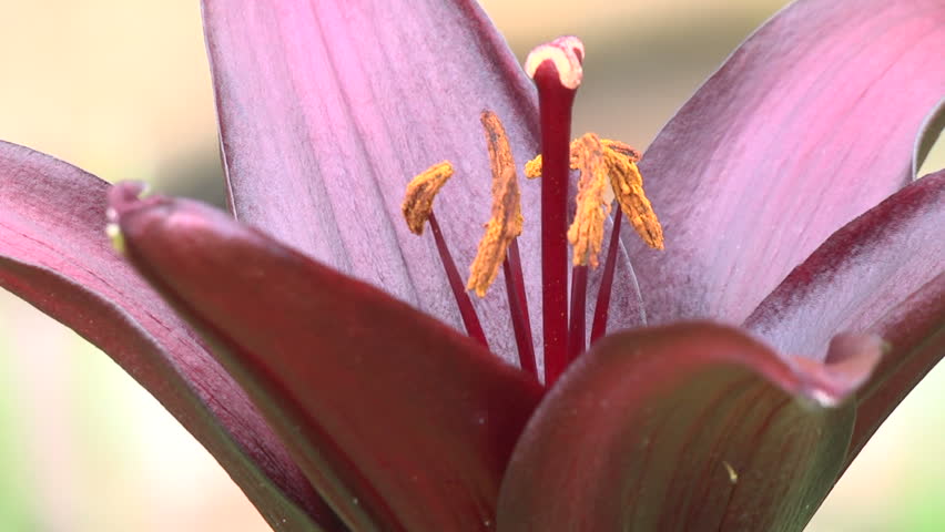 Pistils and stamens