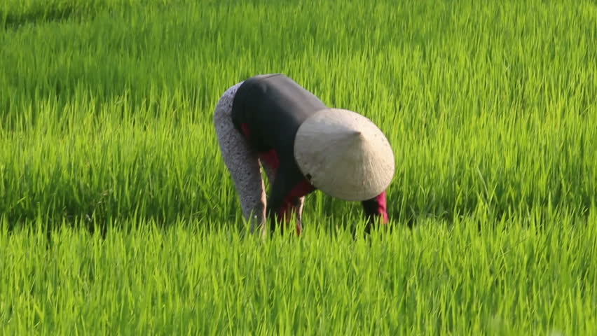 rice harvest