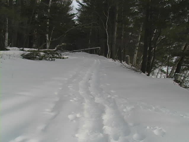 A boy walks alone into the woods through snow