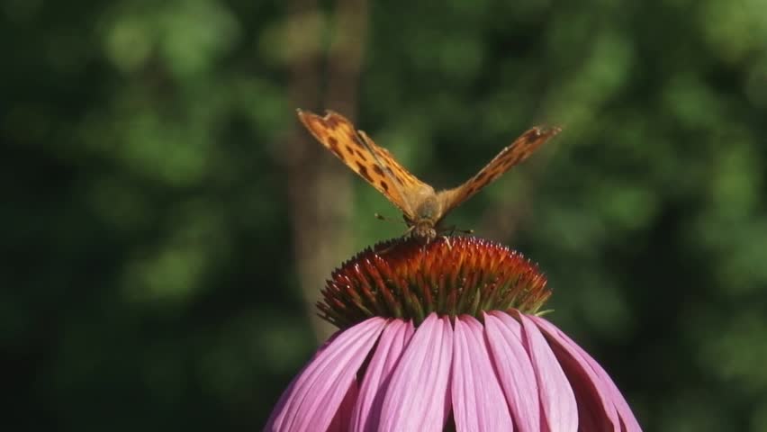 Comma butterfly (Polygonia c-album) feeds on nectar echinacea purpurea