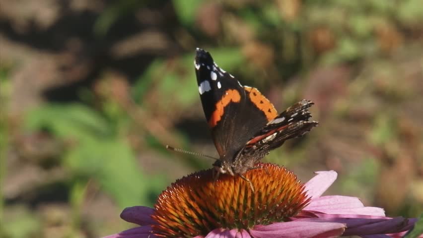 Vanessa Atalanta, Red Admiral butterfly feeds on nectar of echinacea purpurea