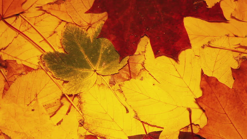 Yellow Red Autumn  Leaves Slider Footage