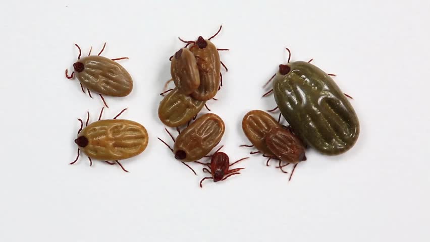 Close up group of ticks moving