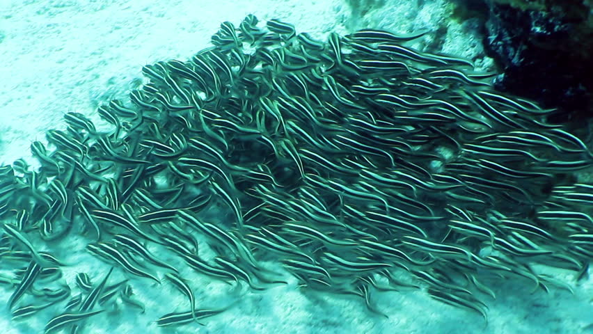 Striped eel catfish (Plotosus lineatus) in the Red Sea, Egypt. 