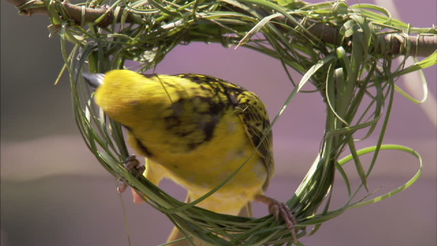 A close-up shot of a spotted backed weaver building his nest by weaving lush green grass together.