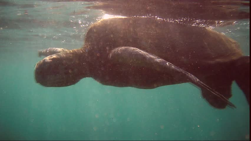Underwater view of a Hawaii Hawksbill sea turtle surfacing for air