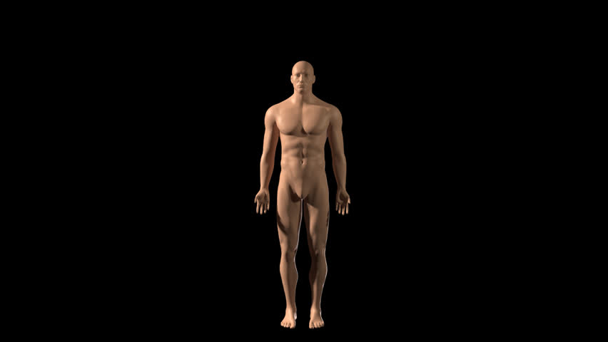 Zoom out isolation of internal organs including the lungs, heart, kidneys, intestines, pancreas and stomach showing human body structure