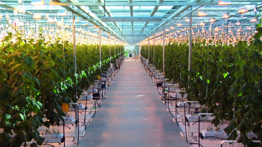 Greenhouse. Dolly Shot. 