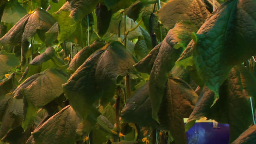 Hothouse cucumbers in greenhouse. dolly shot. 
