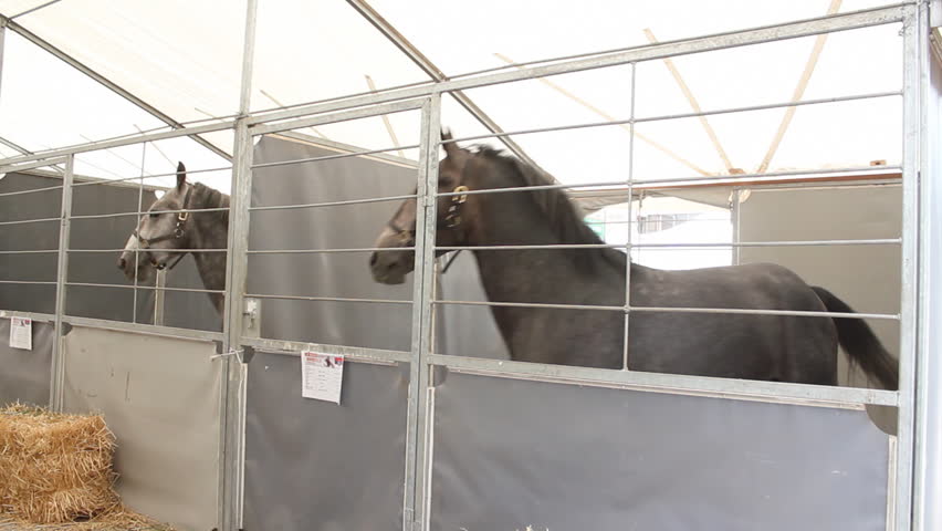 disturbed stallion in box
