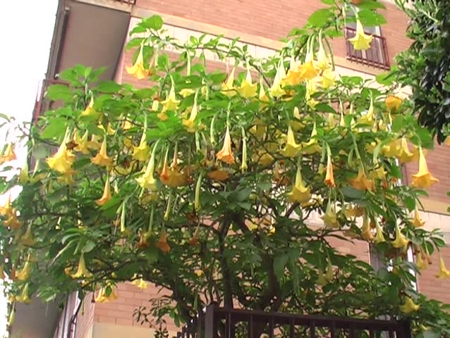 trumpet flower