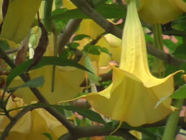 trumpet flower